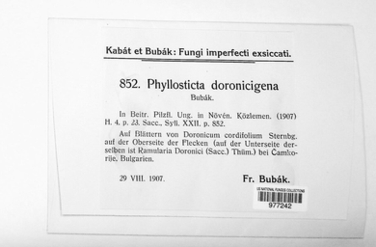 Asteromella doronicigena image